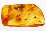 Detailed Fossil True Midge Swarm and Caddisfly In Baltic Amber #381228-2